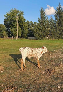 Bull Calf 2